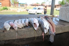 So werden die Fische auf dem Markt angepriesen.